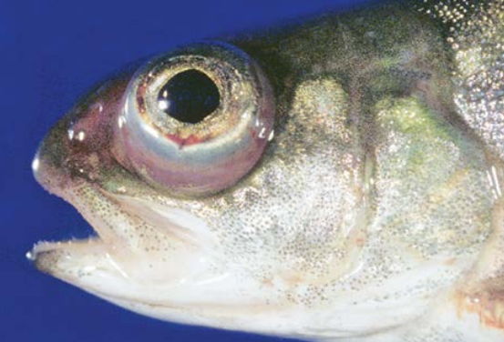 Imagen 1: Exoftalmia en un juvenil de trucha arcoíris (Oncorhynchus mykiss) causada por una enfermedad bacteriana sistémica.