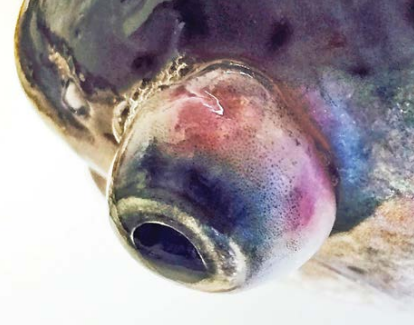 Exoftalmia en una trucha arcoíris (O. mykiss) debido a la sobresaturación de gases en la columna de agua.